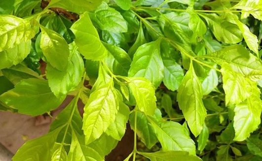 1630912658510229.jpg image.jpg