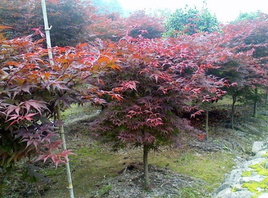 1630916858796645.jpg image.jpg