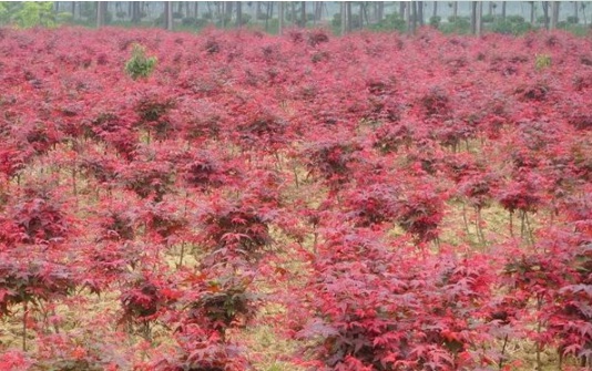 1630916867675981.jpg image.jpg