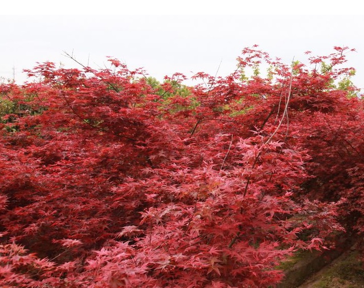 1630918162362134.jpg 紅楓2.jpg