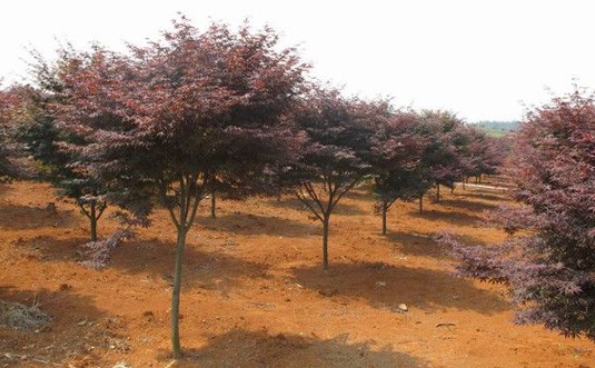 1630918850591931.jpg image.jpg