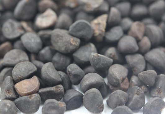 1630919380692111.jpg image.jpg