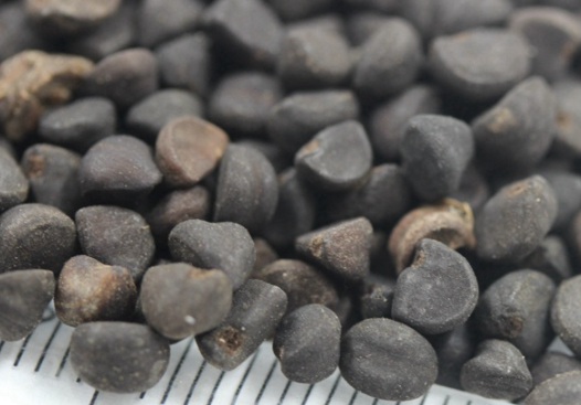 1630919402367389.jpg image.jpg