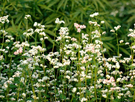 1630921643135690.jpg image.jpg