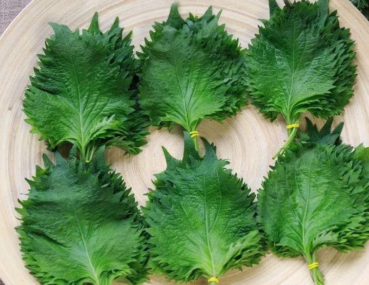 1630922734790520.jpg 紫蘇222222222.jpg