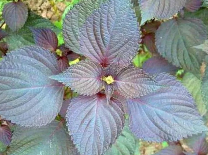 1630922749862127.jpg 紫蘇3333333333.jpg