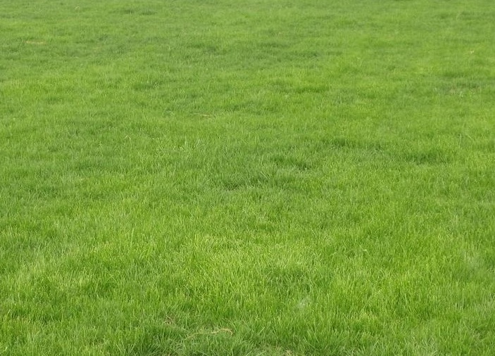 1630930220787889.jpg 草坪2.jpg