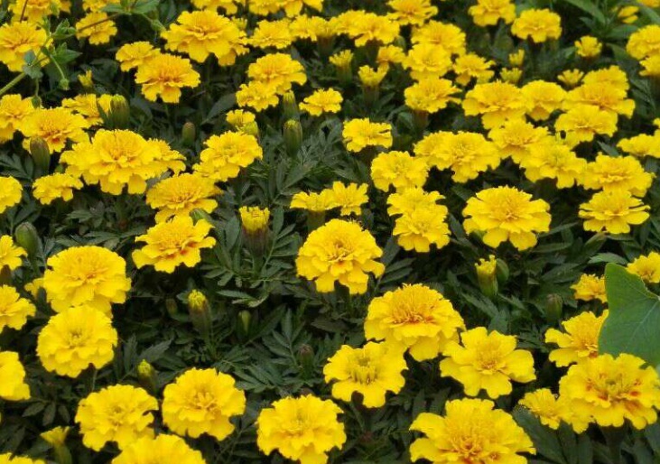 1630934996533223.jpg 萬壽菊1111111.jpg