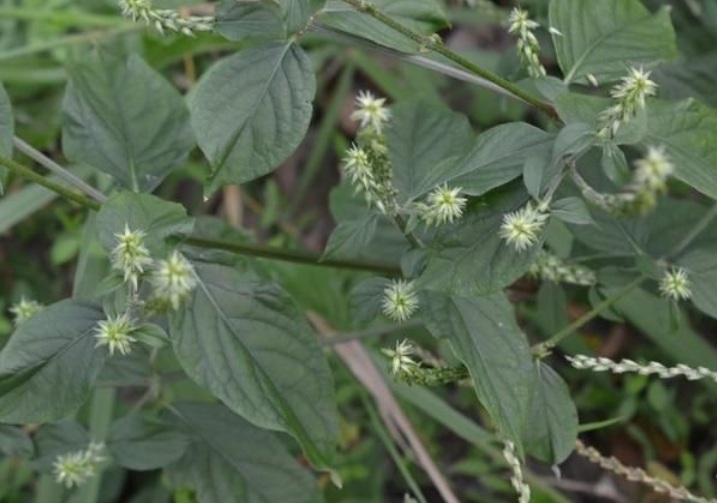 1630935658761324.jpg 牛膝1.jpg