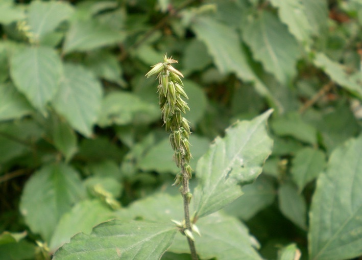 1630935676658227.jpg 牛膝2.jpg