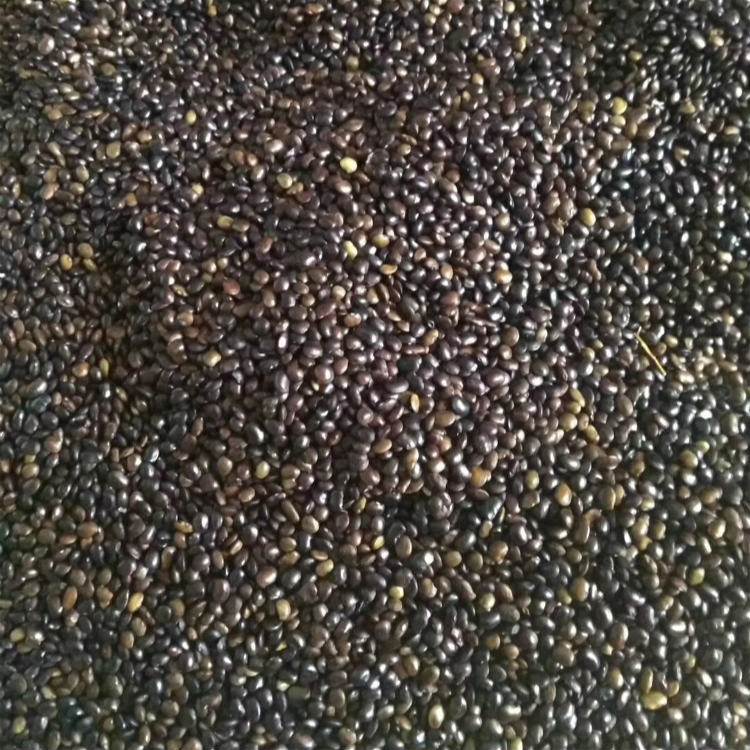 國(guó)槐種子槐樹(shù)籽