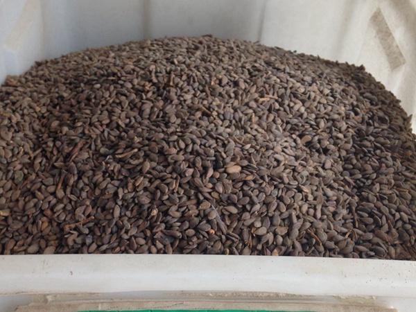 蘋果種子 蘋果種子