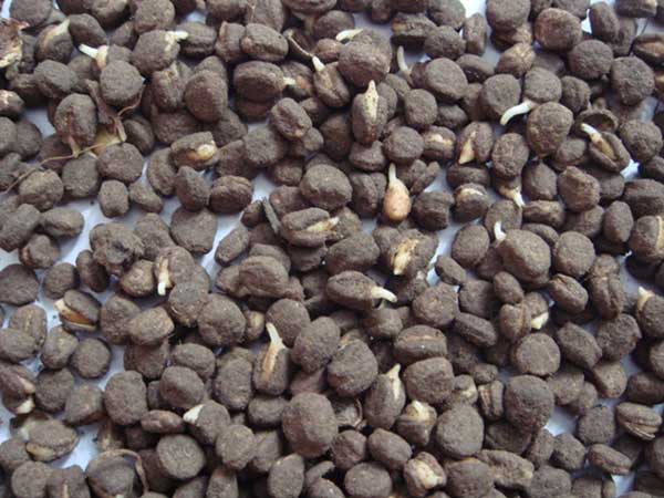 人參種子發芽出苗圖片 人參種子發芽出苗圖片