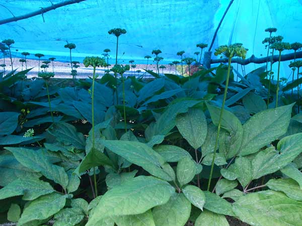 人參種子發芽出苗圖片 人參種子發芽出苗圖片