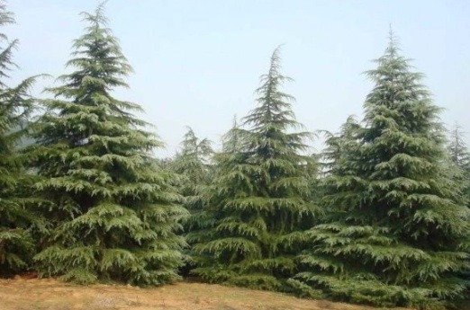 1631081797987806.jpg image.jpg