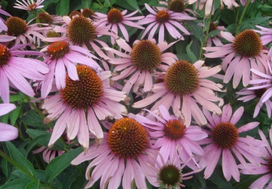 1631082750966391.jpg image.jpg