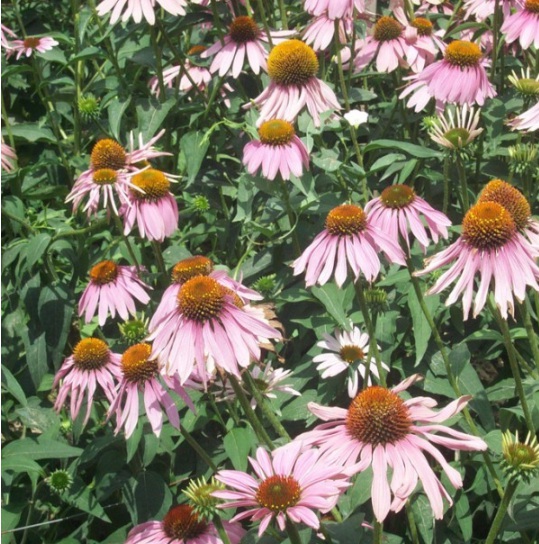 1631082762127467.jpg image.jpg