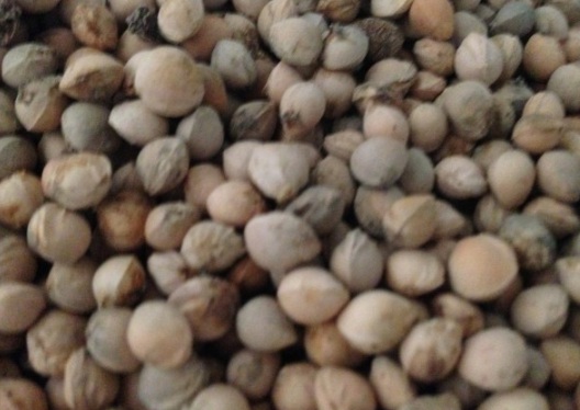 1631083327129525.jpg image.jpg