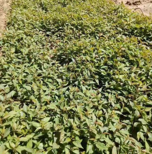 1631083338634444.jpg image.jpg