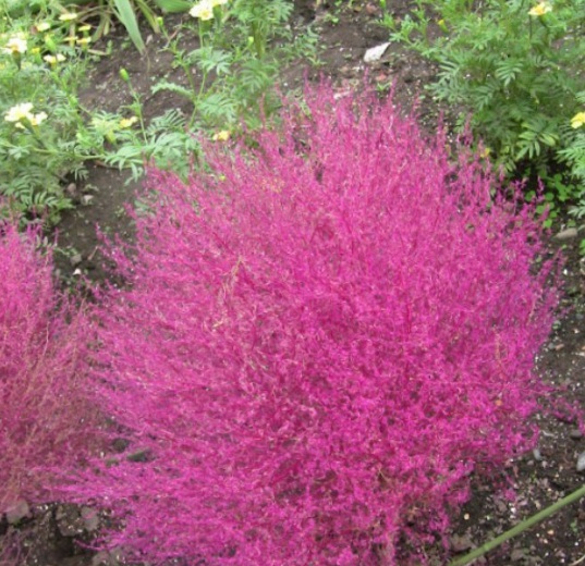 1631085117957072.jpg image.jpg