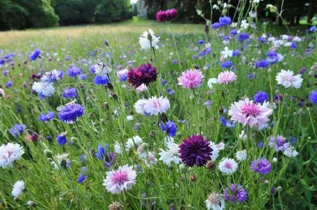 矢車菊的習(xí)性和栽培技巧 矢車菊的習(xí)性和栽培技巧
