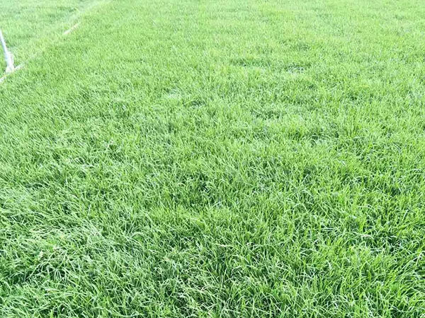 早熟禾草坪圖片 早熟禾草坪圖片