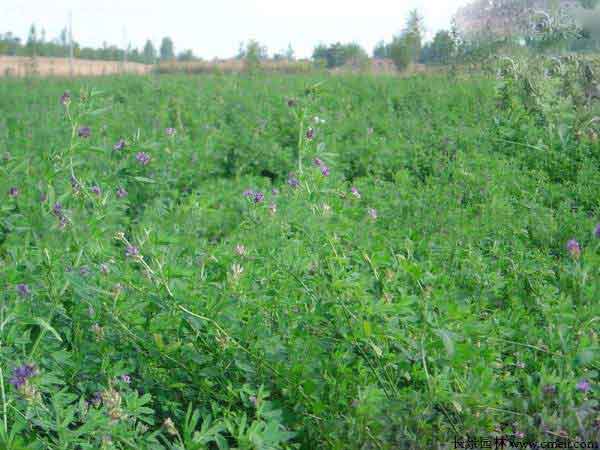 紫花苜蓿種子圖片 紫花苜蓿種子圖片