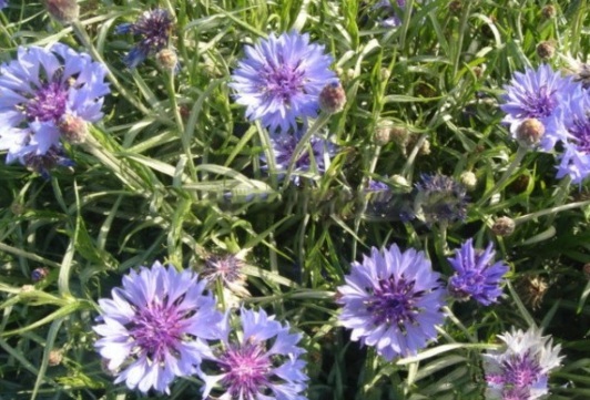 1631086655530507.jpg image.jpg