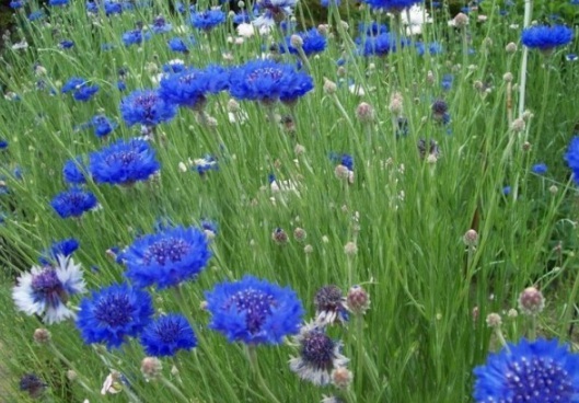 1631086673792477.jpg image.jpg