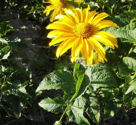 1631088388612684.jpg image.jpg