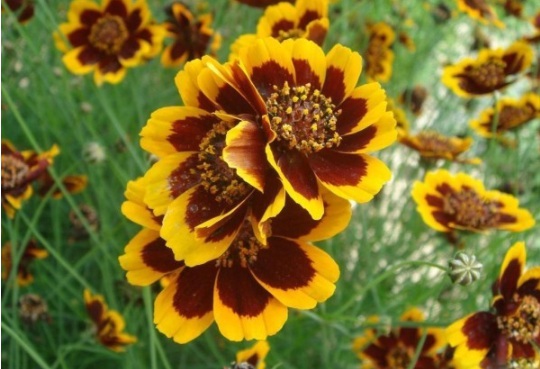 1631088433348893.jpg image.jpg