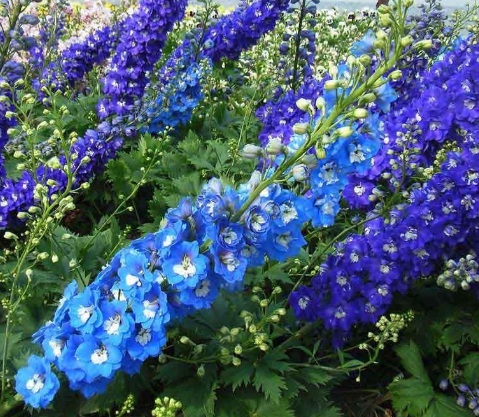 1631112766538278.jpg image.jpg