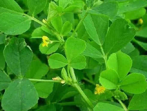 1631113062489995.jpg image.jpg