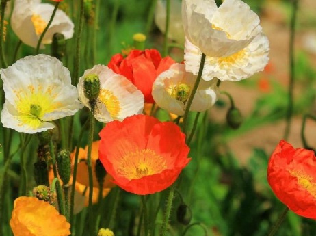 1631113961686889.jpg 1631113961686889.jpg