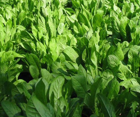 1631115059663839.jpg 1631115059663839.jpg