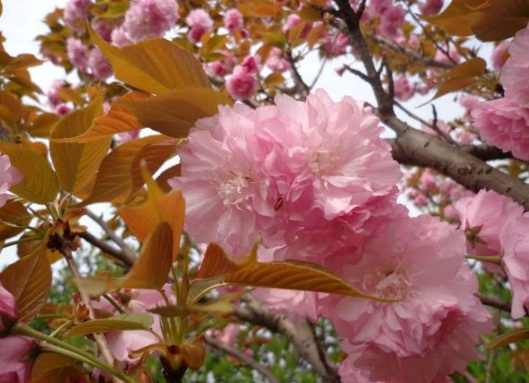 1631158799452863.jpg image.jpg