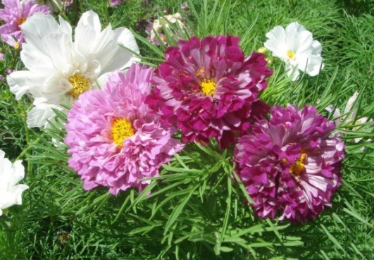 1631159006400968.jpg image.jpg