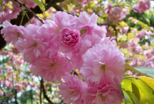 1631160622216129.jpg image.jpg