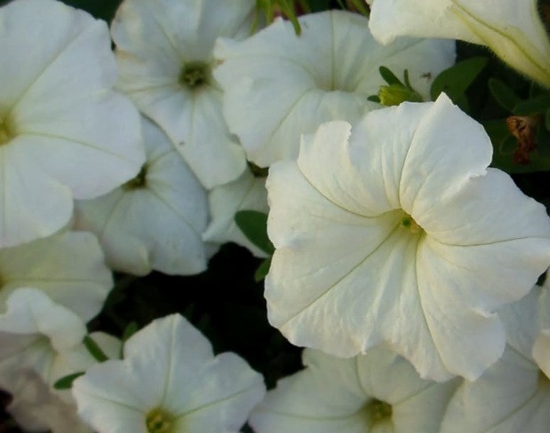 1631174819797764.jpg 1631174819797764.jpg