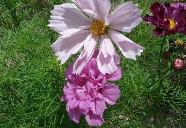 1631180232901498.jpg image.jpg