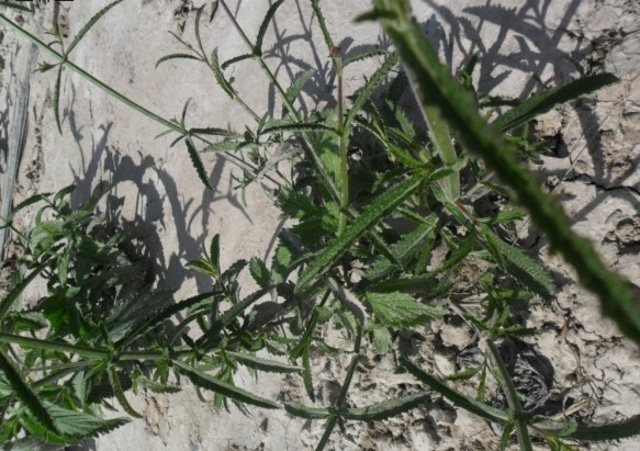 1631187996560778.jpg image.jpg