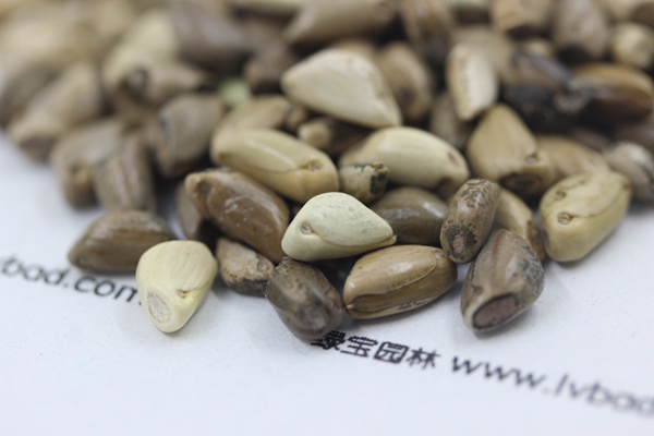 ?¢¨è¥???¥????±3è???§??-?