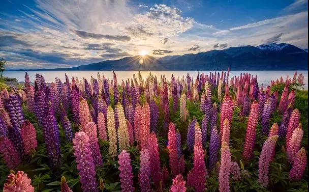 魯冰花的種植方法,魯冰花的實用價值 魯冰花的種植方法,魯冰花的實用價值