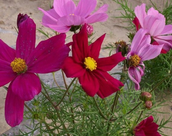 1631324677823334.jpg 1631324677823334.jpg