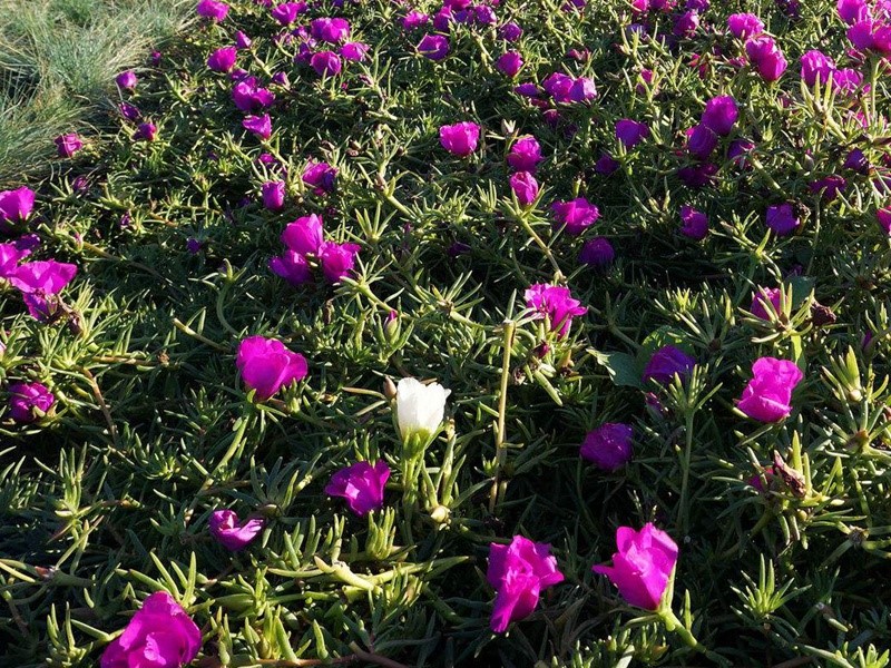 ??????è?2 ??????è?2