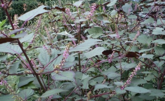 1631439305252318.jpg image.jpg