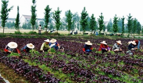 1631439326584187.jpg image.jpg