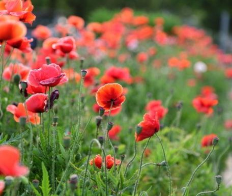 1631453135195111.jpg image.jpg