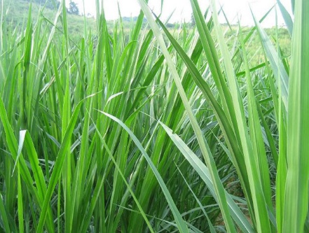 1631453528445888.jpg 1631453528445888.jpg