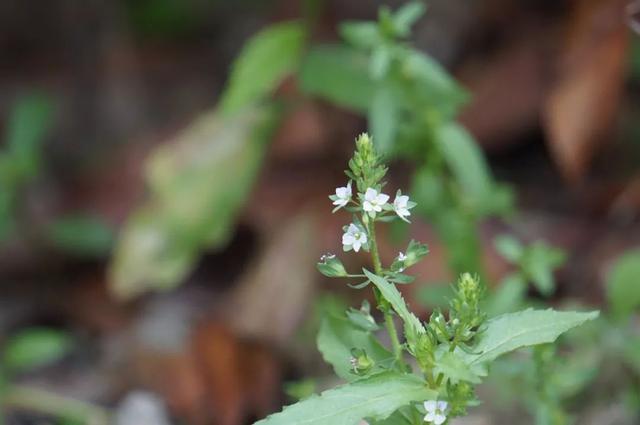 六種婆婆納了解一下 六種婆婆納了解一下